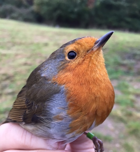 Robin (Erithacus rubecula) - British Birds - Woodland Trust