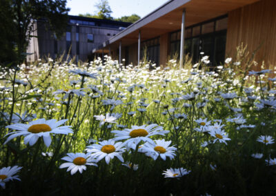 The exterior of the Wood Centre for Innovation showing the wood panelled building in the background and wild flowers growing in the foreground.