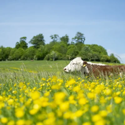 Earth Trust A cow grazes in long grass at the Earth Trust's site at Whittenham Clumps