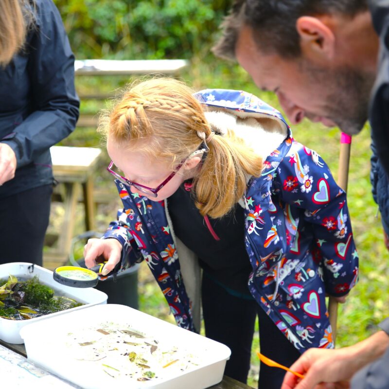 A girl looks through a magnifying glass into tubs of water containing pond creatures